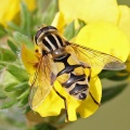 Helophilus trivittatus, hoverfly, Alan Prowse, Leatherhead, August 2012